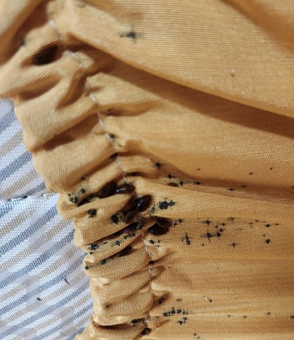 계명대 기숙사동 빈대. 사진=연합뉴스 제공