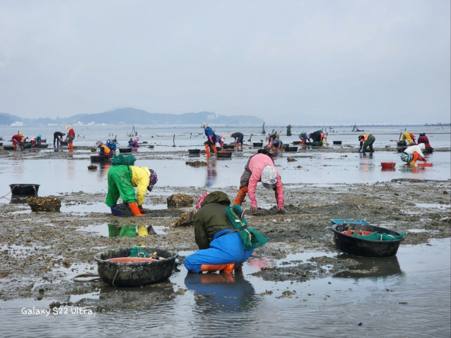31일 충남 태안 마금어촌계 주민들이 이른 아침부터 마을 어장에서 어촌계 기금을 마련하기 위해 자발적인 바지락 채취 봉사 활동을 하고 있는 모습. 마금어촌계 제공