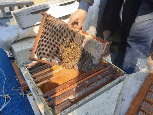 충남농업기술원 산업곤충연구소 관계자가 꿀벌이 집단 폐사한 벌통 속 벌집을 확인하고 있다. 사진=김지현 기자
