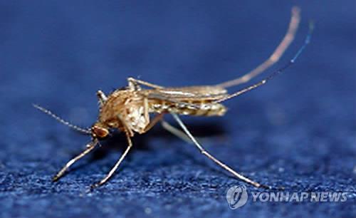 일본뇌염 매개체 '작은빨간집모기'[연합뉴스 자료사진]
