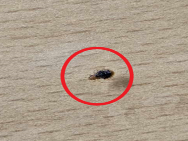 빈대 출몰.사진=충주시