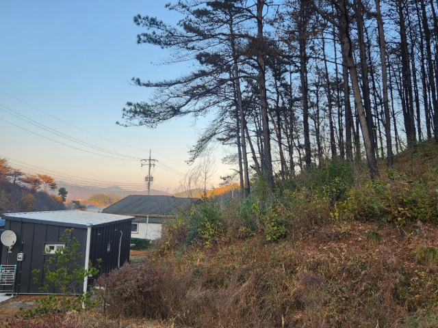 오응찬 씨의 임시조립주택 뒤로 밑동이 까맣게 그을린 나무가 서 있다. 사진=김지현 기자