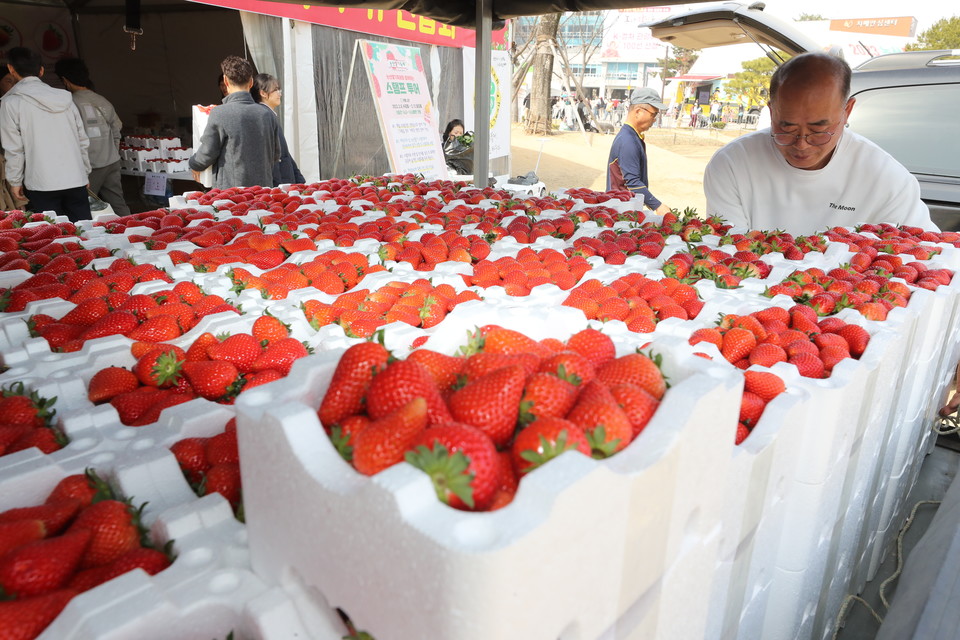 지난 3월 열린 논산 딸기 축제[연합뉴스 자료사진]