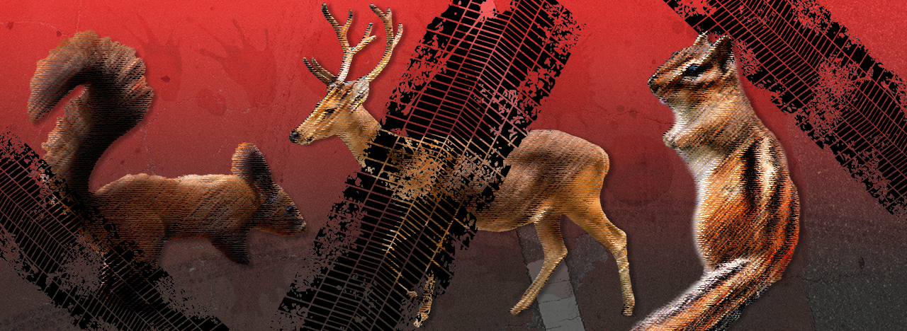 로드킬. 그래픽= 김연아 기자.