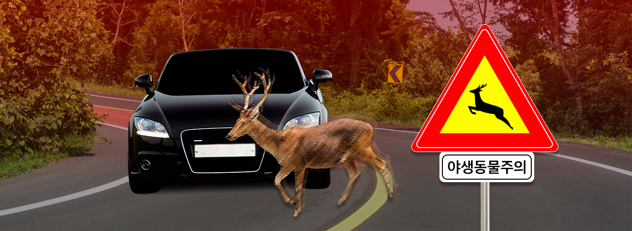 로드킬. 그래픽 김연아 기자.