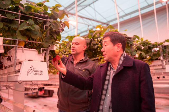 베베른에 있는 스마트팜 딸기농장을 찾은 이재영 군수가 딸기를 살펴보고 있다. 증평군 제공