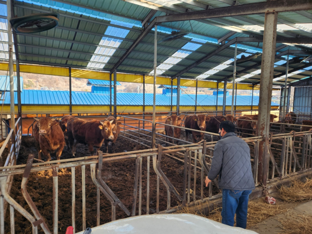 충남 홍성의 한 축산업자가 소를 돌보고 있다. 사진=김지현 기자