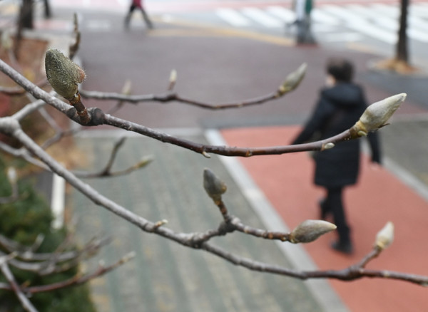 ​‘큰 추위’라는 뜻의 절기 대한(大寒)을 이틀 앞둔 18일 대전 서구 둔산동의 한 화단 목련나무에 목련 꽃봉오리가 맺혀 눈길을 끌고있다. 이경찬 기자 chan8536@cctoday.co.kr