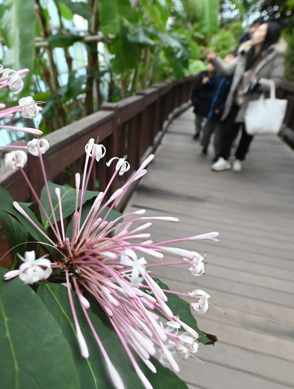 ▲ 21일 휴일을 맞아 대전 한밭수목원 열대식물원을 찾은 나들이객이 다양한 열대식물을 관람하고 있다. 이경찬 기자 chan8536@cctoday.co.kr