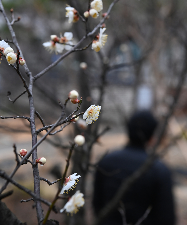 19일 대전 서구의 한 화단에 봄의 전령사 매화가 꽃망울을 터트리며 봄소식을 전하고 있다.이경찬 기자 chan8536@cctoday.co.kr