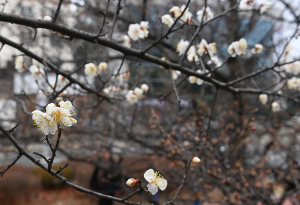 19일 대전 서구의 한 화단에 봄의 전령사 매화가 꽃망울을 터트리며 봄소식을 전하고 있다. 이경찬 기자 chan8536@cctoday.co.kr