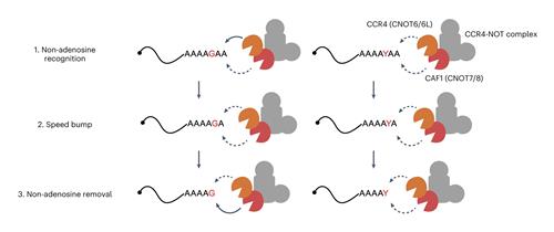 mRNA 혼합 꼬리에 관한 새로운 분해 기전 모식도[IBS 제공. 재판매 및 DB 금지]