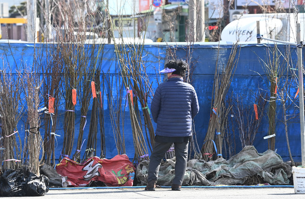 식목철을 앞두고 3일 시민들이 대전 동구 보문교 묘목시장을 찾아 다양한 묘목을 살펴보고 있다. 이경찬 기자 chan8536@cctoday.co.kr