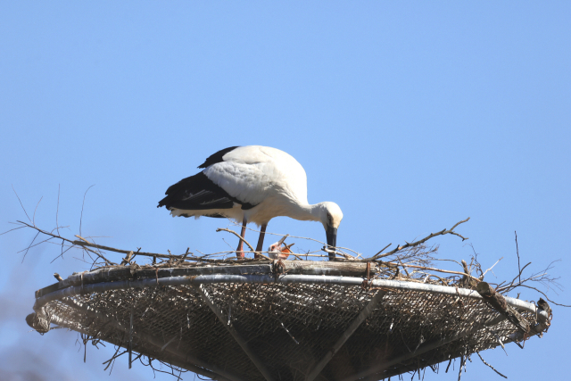 21일 서산버드랜드가 주변에서 확인한 황새 둥지에서 수컷 황새가 새끼들에게 먹이를 주고 있다. 서산시 제공