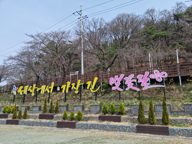 29일부터 시작될 대전 대청호 벚꽃축제 준비 현장. 벚꽃 개화가 늦어지고 있는 모습. 독자 제공