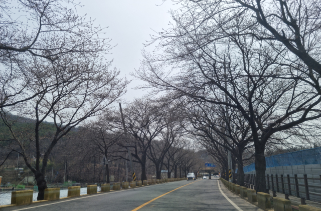 29일부터 시작될 대전 대청호 벚꽃축제 준비 현장. 벚꽃 개화가 늦어지고 있는 모습. 독자 제공