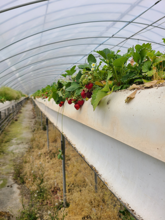 충남 홍성군의 한 시설에서 재배되고 있는 딸기. 사진 홍성군 제공