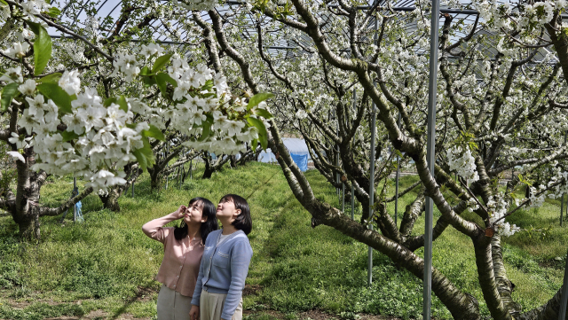 음성 소이면 갑산 체리마을은 지금 체리꽃이 만발해 있다. 음성군 제공