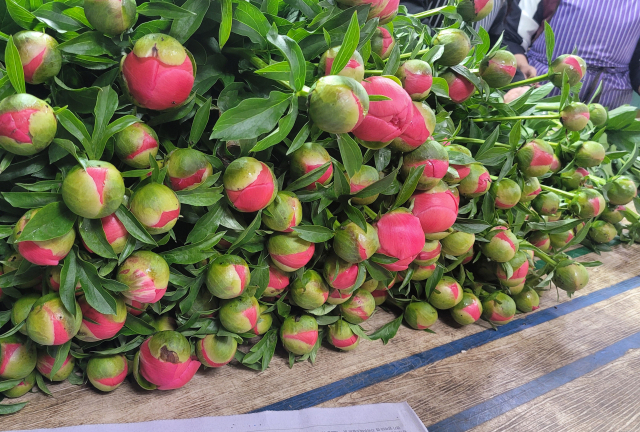 올해 첫 태국 수출길에 오른 진천 작약. 진천군 제공