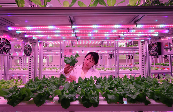  2일 오전 대전시 동구 삼성동 '테마형 대전팜'에서 시설 관계자가 도심 공실을 활용한 스마트팜 생산품을 확인하고 있다. 사진=연합뉴스 제공