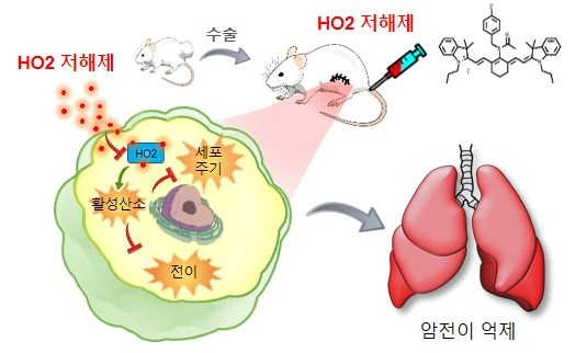 한국기초과학지원연구원은 광주센터 이성수 박사 연구팀이 국립순천대학교 의생명과학과 김종진 교수 연구팀, 약학과 장동조 교수 연구팀과 공동으로 TiNIR의 암전이 억제 효과를 생체영상화, 면역조직화학법, 3차원 홀로토모그래피 기술, RNA 시퀀싱 및 마우스 모델 동물을 이용해 메커니즘을 규명했다고 7일 밝혔다. 한국기초과학지원연구원 제공