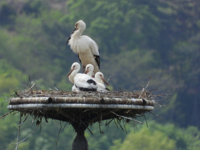 천연기념물 황새. 예산군 제공
