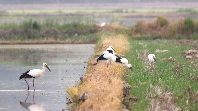 서산버드랜드 주변 농경지에서 포착된 어미 황새와 이를 따라다니는 새끼 황새들. 서산시 제공