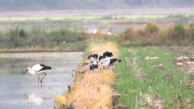 서산버드랜드 주변 농경지에서 포착된 어미 황새와 이를 따라다니는 새끼 황새들. 서산시 제공