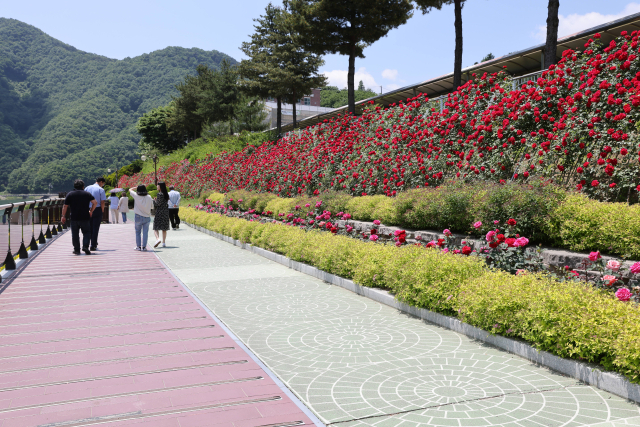 제40회 단양 소백산철쭉제를 맞아 오는 25일 오후 5시부터 8시, 2024년 장미길의 향연 행사가 열린다. 사진은 장미가 만개한 장미터널모습. 단양군 제공