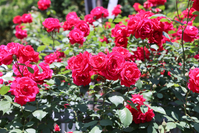 제40회 단양 소백산철쭉제를 맞아 오는 25일 오후 5시부터 8시, 2024년 장미길의 향연 행사가 열린다. 사진은 장미가 만개한 장미터널모습. 단양군 제공