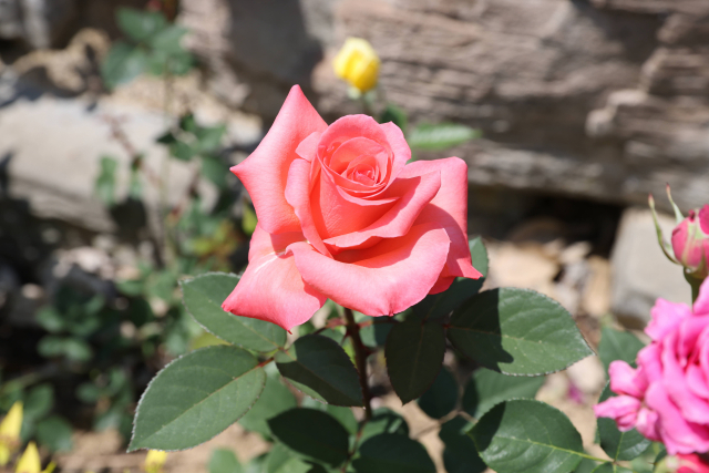 제40회 단양 소백산철쭉제를 맞아 오는 25일 오후 5시부터 8시, 2024년 장미길의 향연 행사가 열린다. 사진은 장미가 만개한 장미터널모습. 단양군 제공