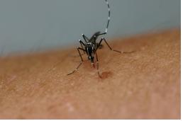 흰줄숲모기[연합뉴스 자료사진. 재판매 및 DB 금지]