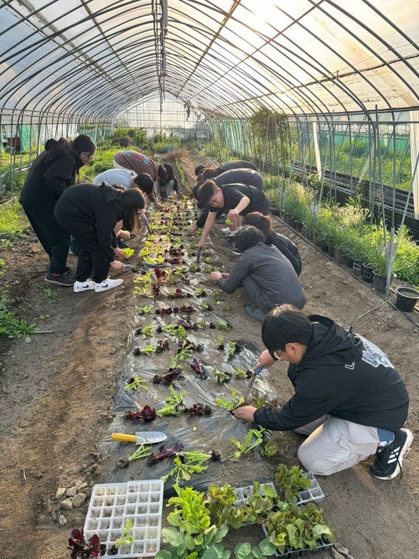 ▲ 청양군청소년재단 청소년문화의집은 지난 24일 대치면 일원에서 ‘나눔영농조합법인’과 연계한 청소년 농장체험 프로그램을 진행했다.  청양군청소년재단 제공