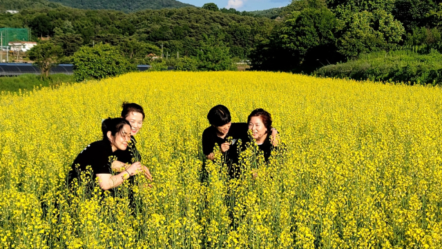 청양군 비봉면 강정리 일대 유채꽃 만개