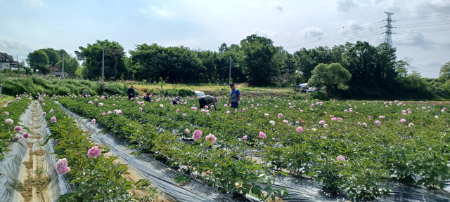 진천군 작약 농가.