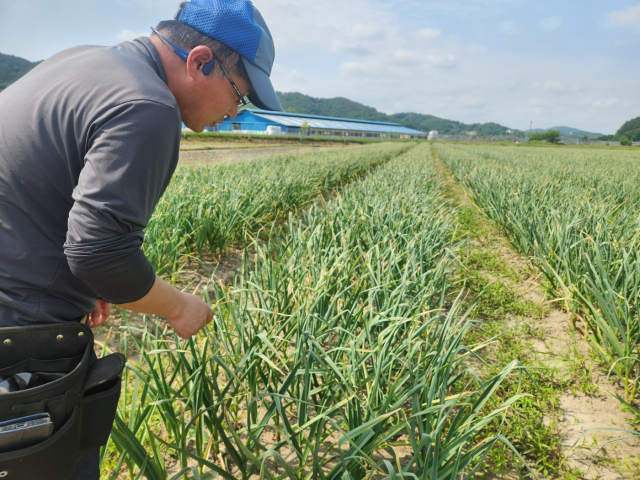 지난달 20일 충남 홍성 광천에서 황규훈(48) 씨가 자신의 마늘밭을 살피고 있다. 사진=김지현 기자