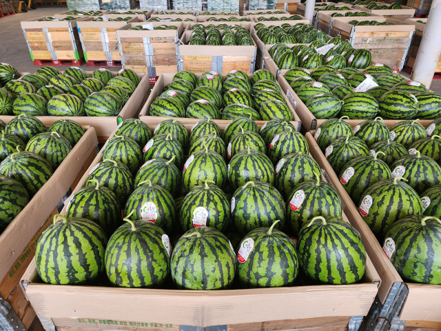 지난 3일부터 음성명작 다올찬 수박이 출하를 시작했다. 음성군 제공