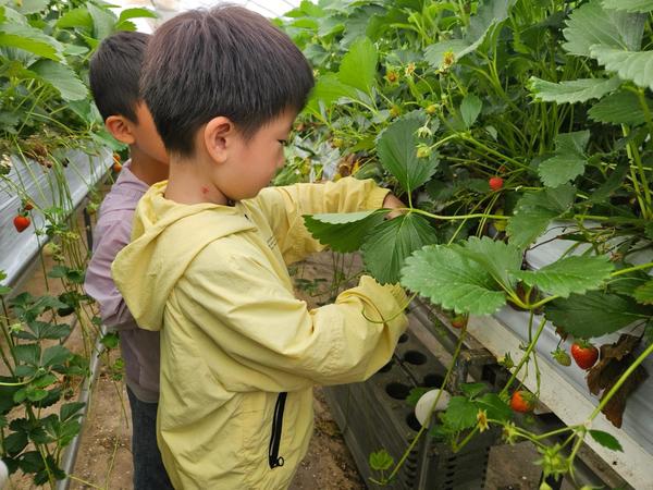 ▲ 연서초병설유