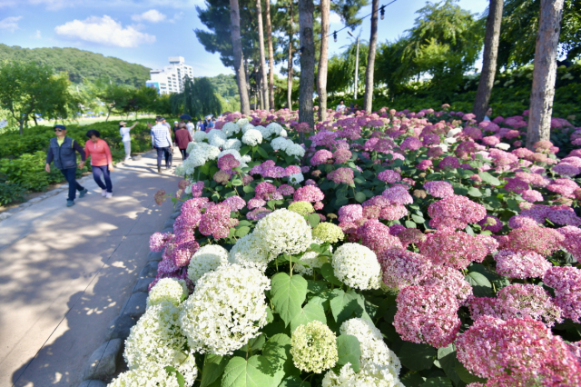 중부권 최대 규모를 자랑하는 공주시 유구색동수국정원에서 펼쳐진 ‘제3회 공주 유구색동수국정원 꽃 축제’가 성황리에 종료됐다.