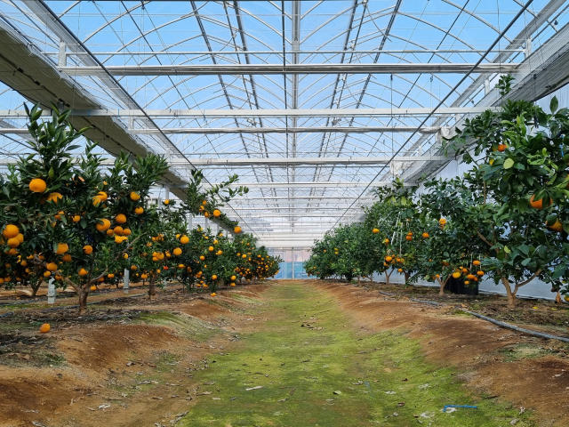 진천군 과학영농 실증 시험포(1만119㎡). 최적 생육 판단에 의한 전 포장 개폐, 관수 관비 자동화 등이 적용된 스마트 온실이다. 진천군 제공