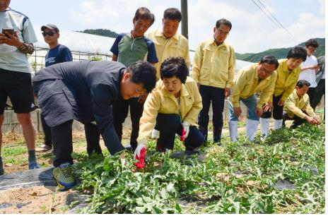 제9대 제천시의회 이정임 의장이 전반기 의정활동을 왕성한 활동속에 마쳤다. 사진은 금성면 농가 에사 농작물을 살피고 있는 모습. 제천시의회 제공