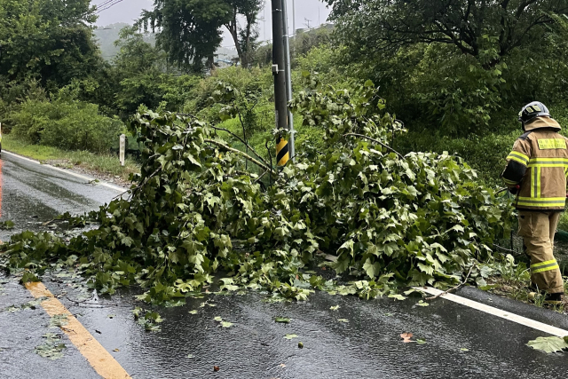 7일 오전 7시 13분 대전 유성구 금고동의 한 도로에 나무가 쓰러져 있다. 대전소방본부