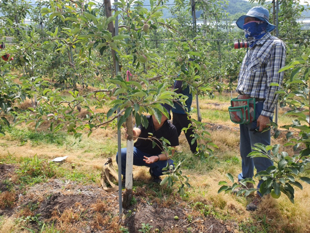 영동군 농업기술센터는 과수 피해 예방을 위한 농가 예찰을 하고 있다.