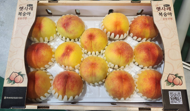 10일부터 여름 과일의 여왕 ‘햇사레 감곡 복숭아’가 본격 출시되었다. 음성군 제공