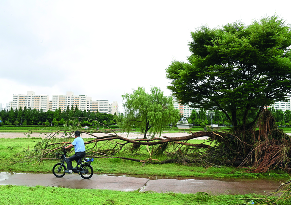 폭우가 내린 10일 갑천 일대에 나무가 쓰러져 있는 모습을 시민이 바라보고 있다. 김주형 기자 hyoung99@cctoday.co.kr