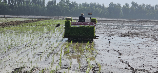 식량작물(벼) 시범단지 부여군제공