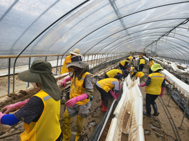 아산시 자원봉사자 50여 명이 논산시 벌곡면 일대 수해 현장에서 복구활동을 펼치고 있다. 아산시 제공