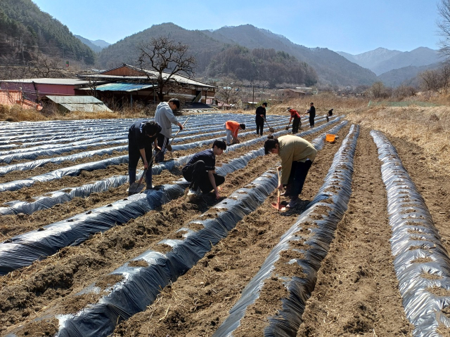영동군 상촌면 청소년들은 특별한 성장 여행의 경비를 직접 벌기 위해 감자 농사를 짓고 있다. 영동교육청 제공. 
