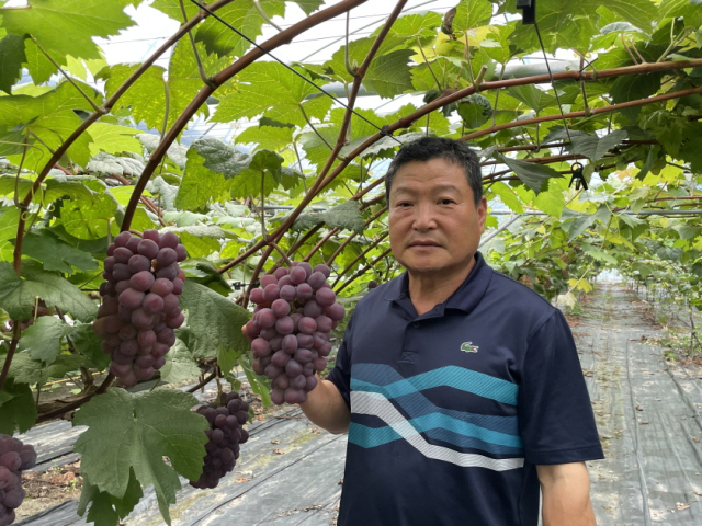옥천군 제31대 포도왕에 이상인(군서면 동평리) 씨가 선정됐다.(사진/옥천군 제공)