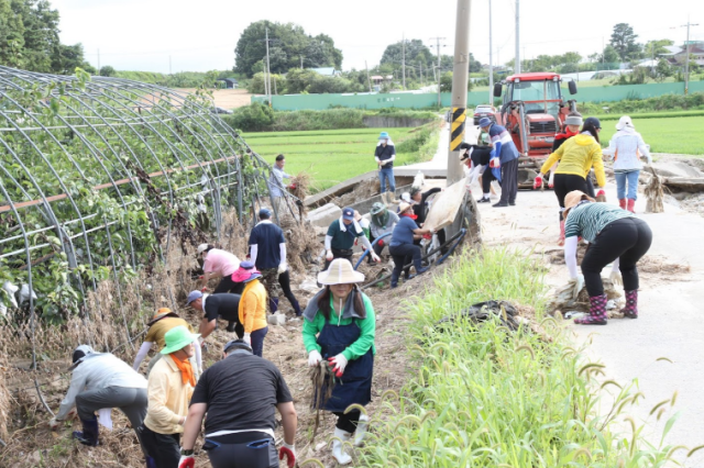 ▲민주평화통일자문위원회의 논산시협의회 자문위원 멘토와 멘티 40여 명이 최근 집중호우로 피해를 입은 가야곡면 강청리의 한 농가를 찾아 낙과된 배 봉지 수거등 봉사활동을 펼치고 있다.